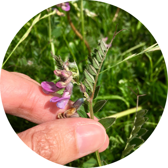 Best Cover Crops for Farms and Ranches FarmRaise